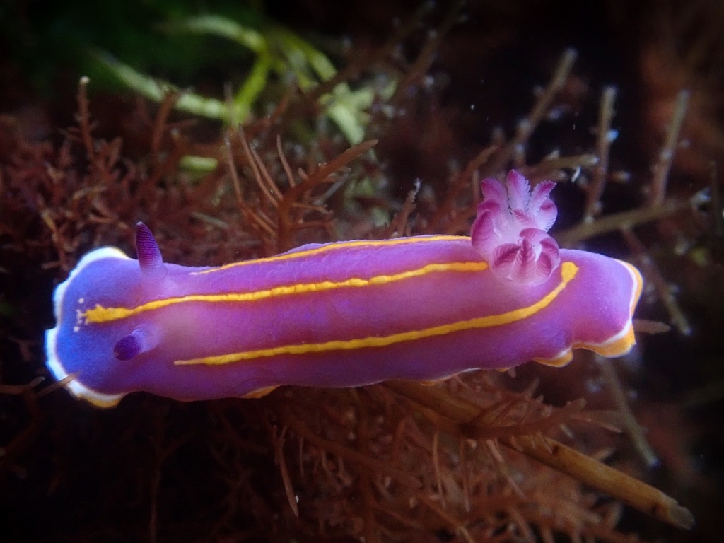 MacFarland's Chromodorid