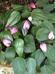 Anthurium andraeanum