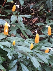 Pachystachys lutea