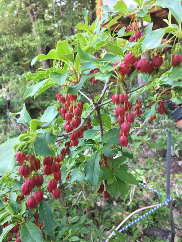 Enkianthus cernuus iNat (1)