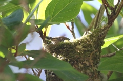 Microptilotis imitatrix