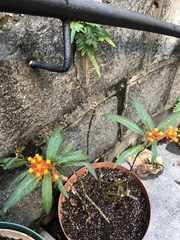 Asclepias curassavica