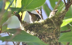 Microptilotis imitatrix