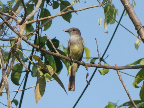 Yucatan Flycatcher (Myiarchus yucatanensis), photo 5