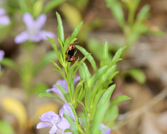 Kuschelina flavocyanea