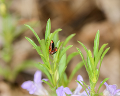 Kuschelina flavocyanea