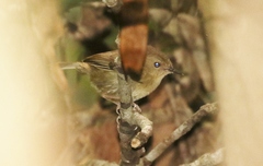 Atherton Scrubwren photo 3