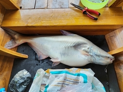 Snail-Eating Pangasius photo 3