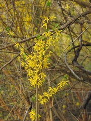 Forsythia viridissima