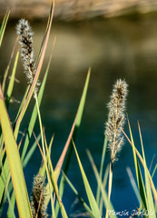 Alopecurus myosuroides