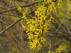 Forsythia viridissima