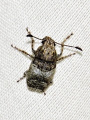 Anthribinae