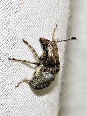 Anthribinae