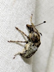 Anthribinae