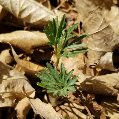 Virginia shale woodland violet (Viola tenuisecta)