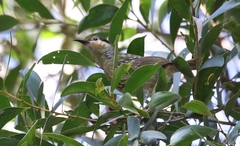 Xanthotis macleayanus