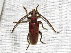 Africophanes amicus