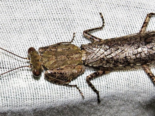 Holy Bark Mantid