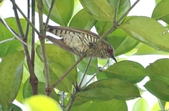 Chrysococcyx minutillus