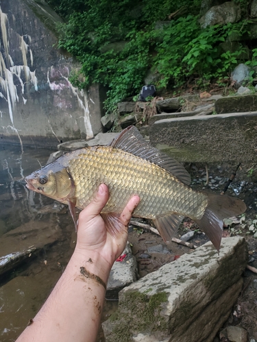 European Carp × Goldfish