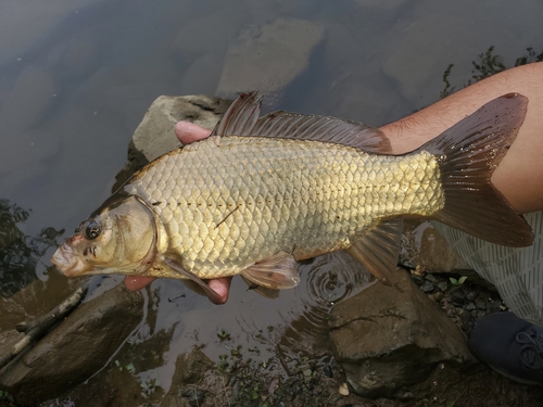 European Carp × Goldfish