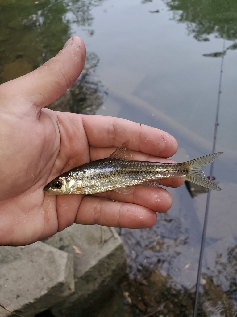 Spottail Shiner from HVRE DE GRACE, MD 21078, USA on May 07, 2023 at 06 ...