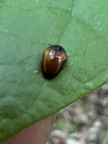 Tritoma mimetica photo 4