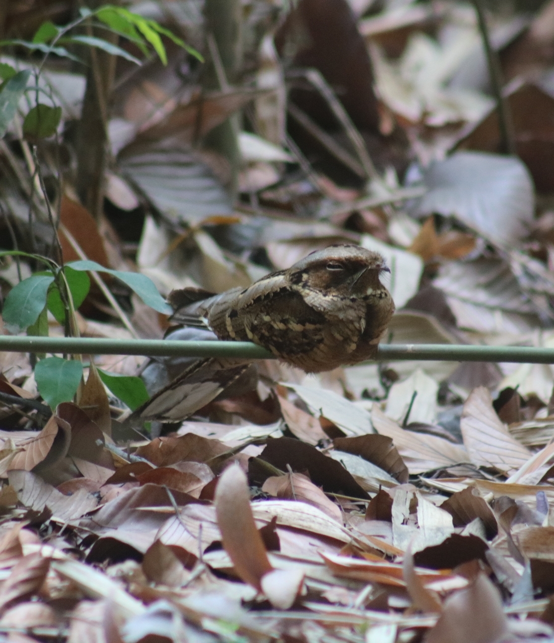 Large-tailed Nightjar