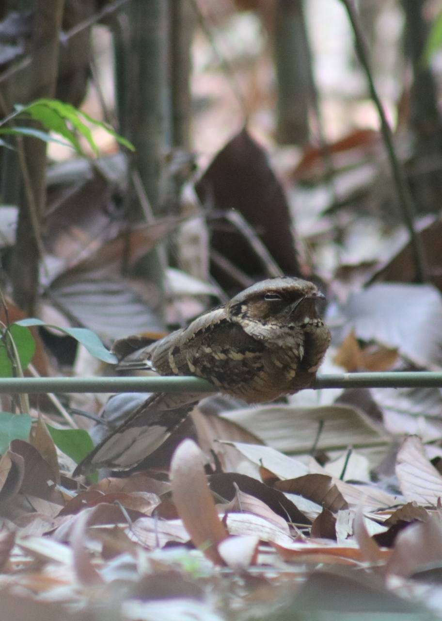 Large-tailed Nightjar