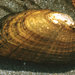 Rainbow Mussel - Photo Dick Biggins, U.S. Fish and Wildlife Service, no known copyright restrictions (public domain)