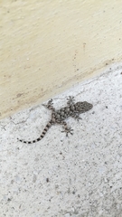 Tarentola mauritanica