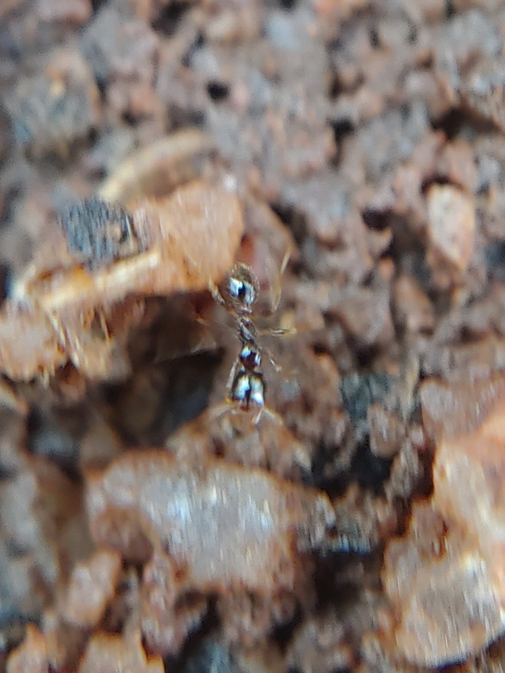 Pheidole watsoni