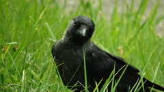 Corvus monedula