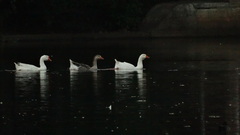 Anser anser domesticus × anser cygnoides domesticus