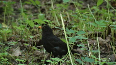 Turdus merula