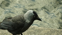 Corvus monedula