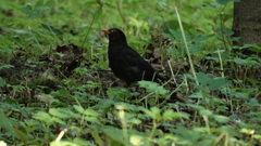 Turdus merula