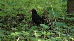 Turdus merula
