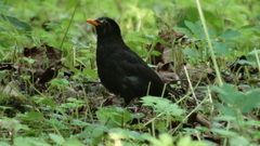 Turdus merula