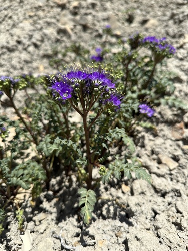 Patch Phacelia (Phacelia splendens)