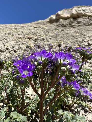 Image of Phacelia splendens by (c) Matt Berger, some rights reserved (CC BY)