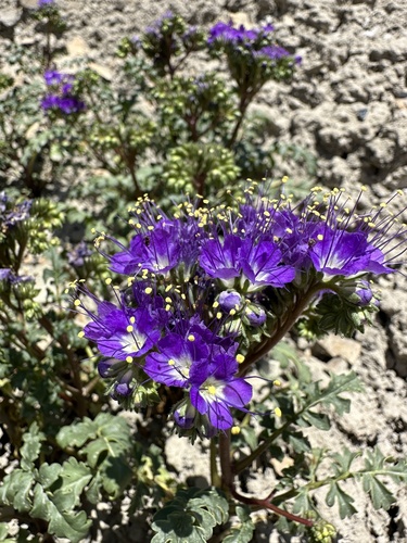 Image of Phacelia splendens by (c) Matt Berger, some rights reserved (CC BY)