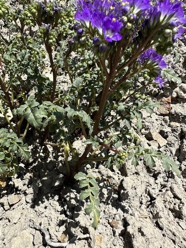Image of Phacelia splendens by (c) Matt Berger, some rights reserved (CC BY)