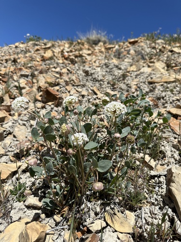 Image of Abronia glabrifolia by (c) Matt Berger, some rights reserved (CC BY)