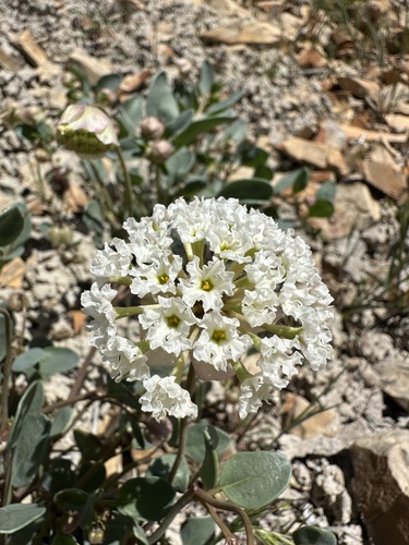 Image of Abronia glabrifolia by (c) Matt Berger, some rights reserved (CC BY)