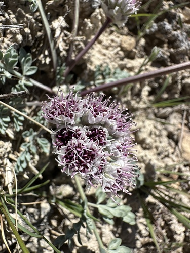 Image of Vesper bulbosus by (c) Matt Berger, some rights reserved (CC BY)