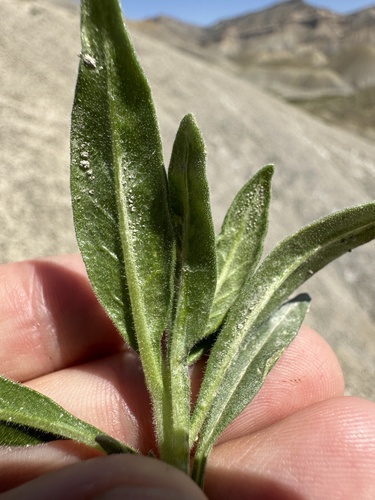 Image of Mentzelia thompsonii by (c) Matt Berger, some rights reserved (CC BY)