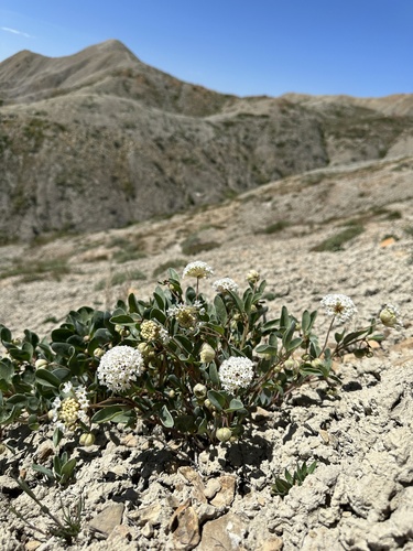 Image of Abronia glabrifolia by (c) Matt Berger, some rights reserved (CC BY)