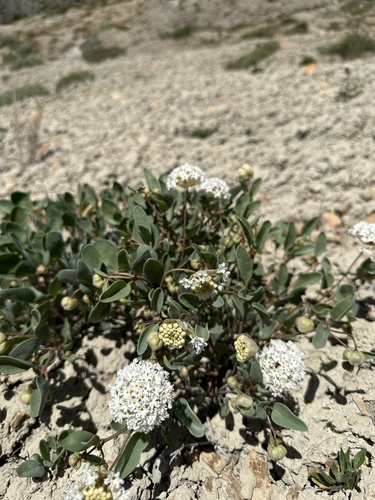 Image of Abronia glabrifolia by (c) Matt Berger, some rights reserved (CC BY)