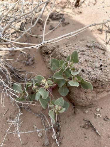 Image of Atriplex saccaria by (c) Matt Berger, some rights reserved (CC BY)